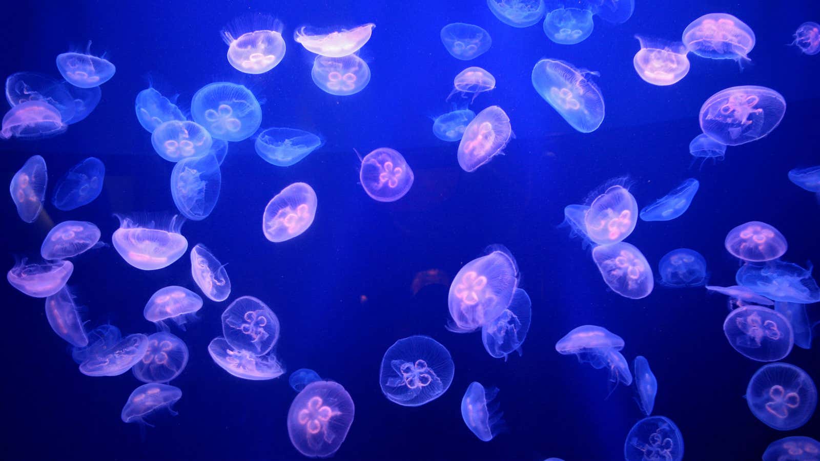 The sea is full of jellyfish.