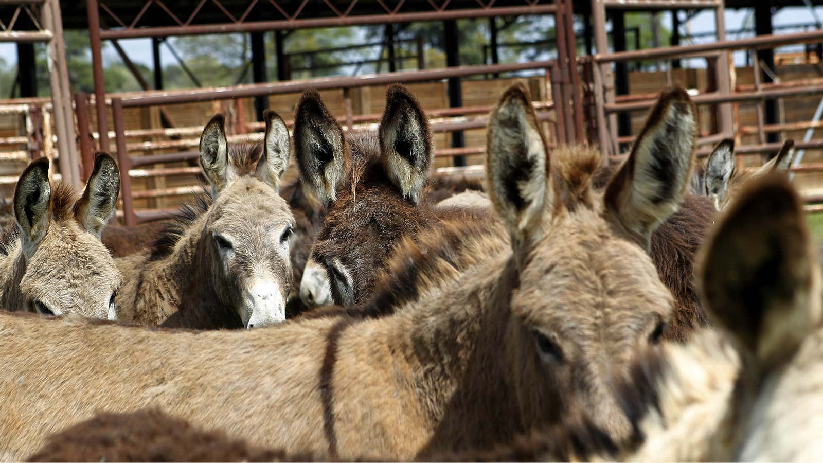 Did somebody say “donkey burgers?”