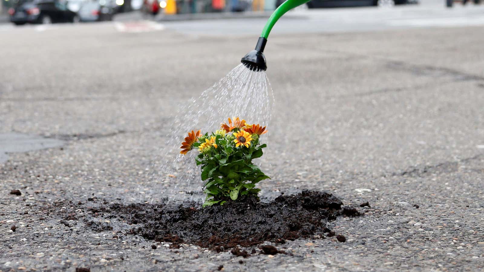 Brussels resident Anton Schuurmans waters flowers after planting them in an unrepaired pothole to draw attention to the bad state of public roads in Brussels,…