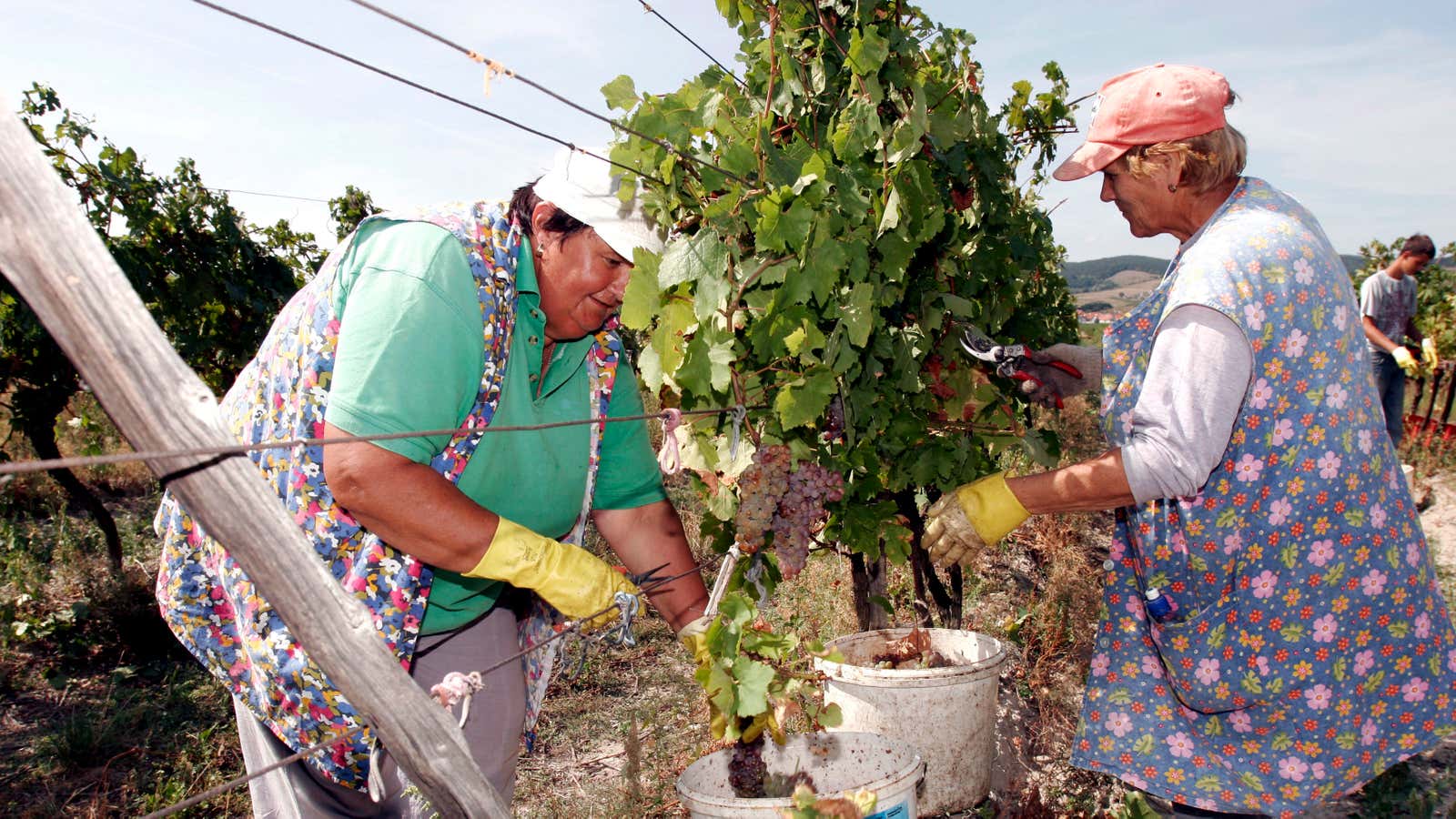 Harvesting grapes in the Small Carpathians near Bratislava, Slovakia