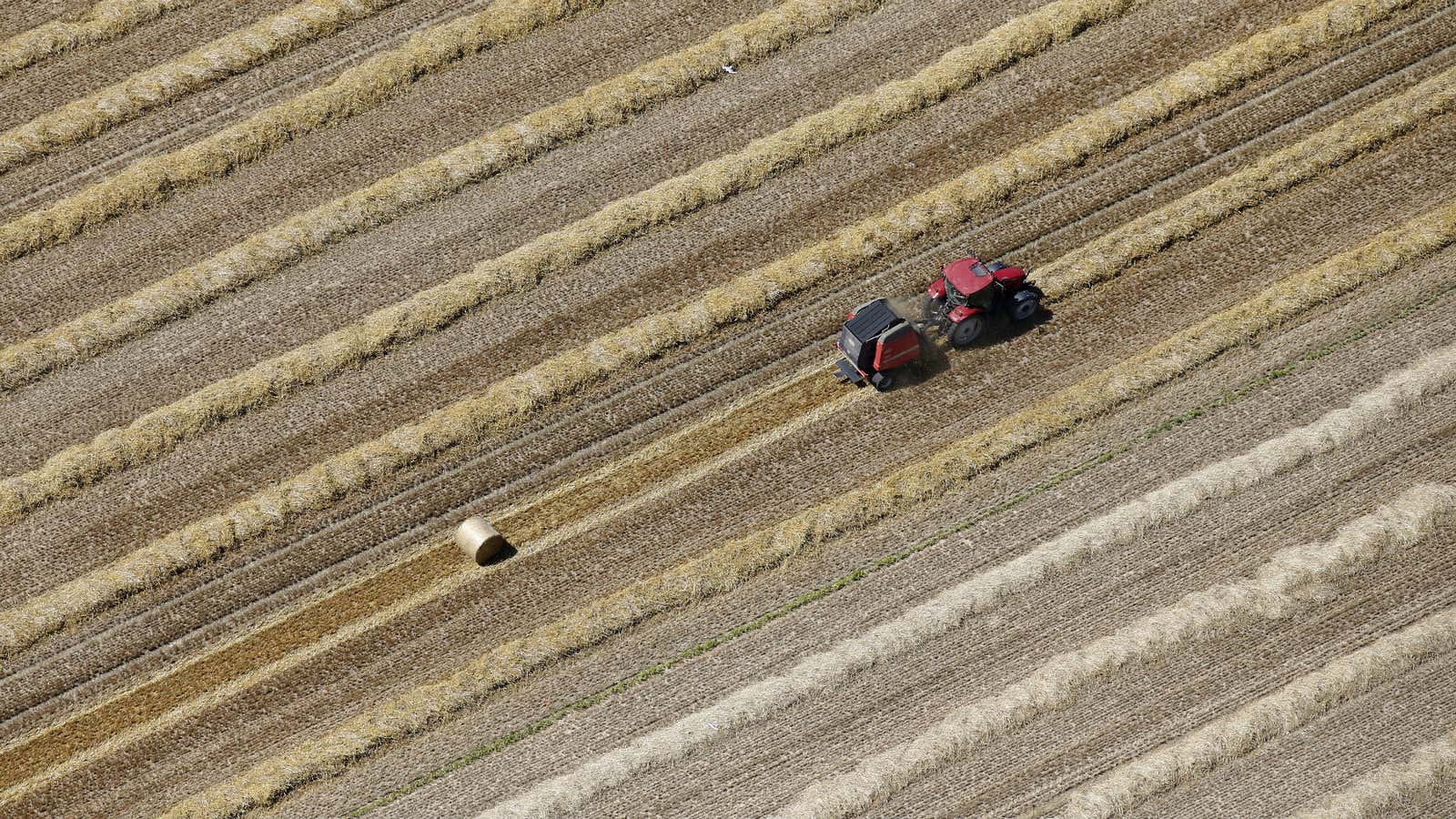 A wheat farmer whose life did not get any easier today.