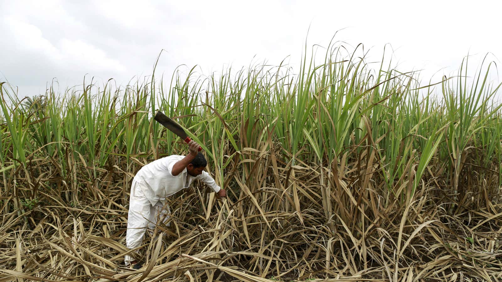 The global demand for sugar is outpacing supply.