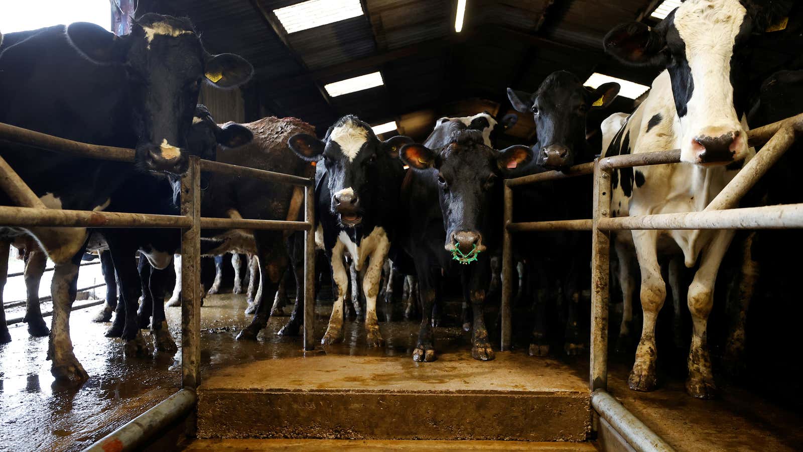 A herd of British Friesian cows wait to be milked at Pikehall Farm near Matlock, Britain, January 28, 2021. REUTERS/Phil Noble