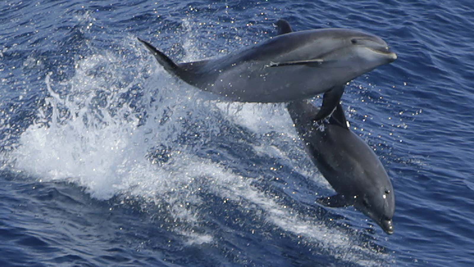 Dolphins, freed.