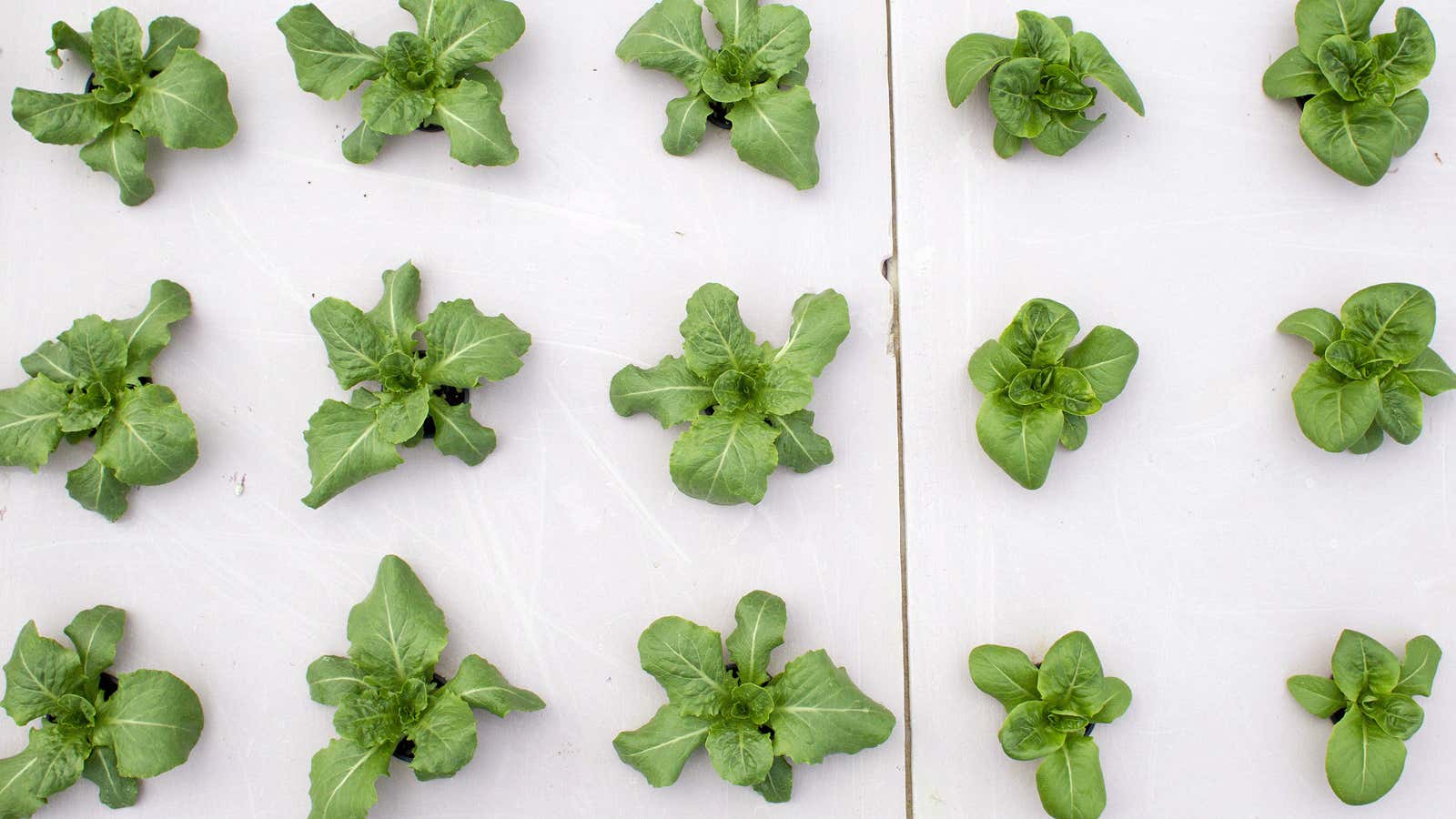 MIT researchers made better tasting basil by