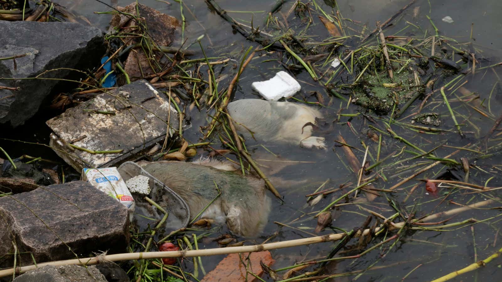 Just a few of the dead hogs that are floating in the already filthy waters around Shanghai.