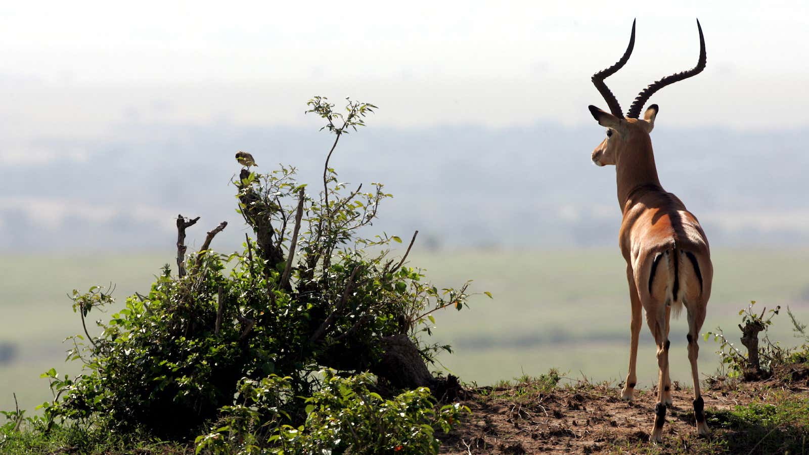 Gazelles can teach us a lot about political partisanship.