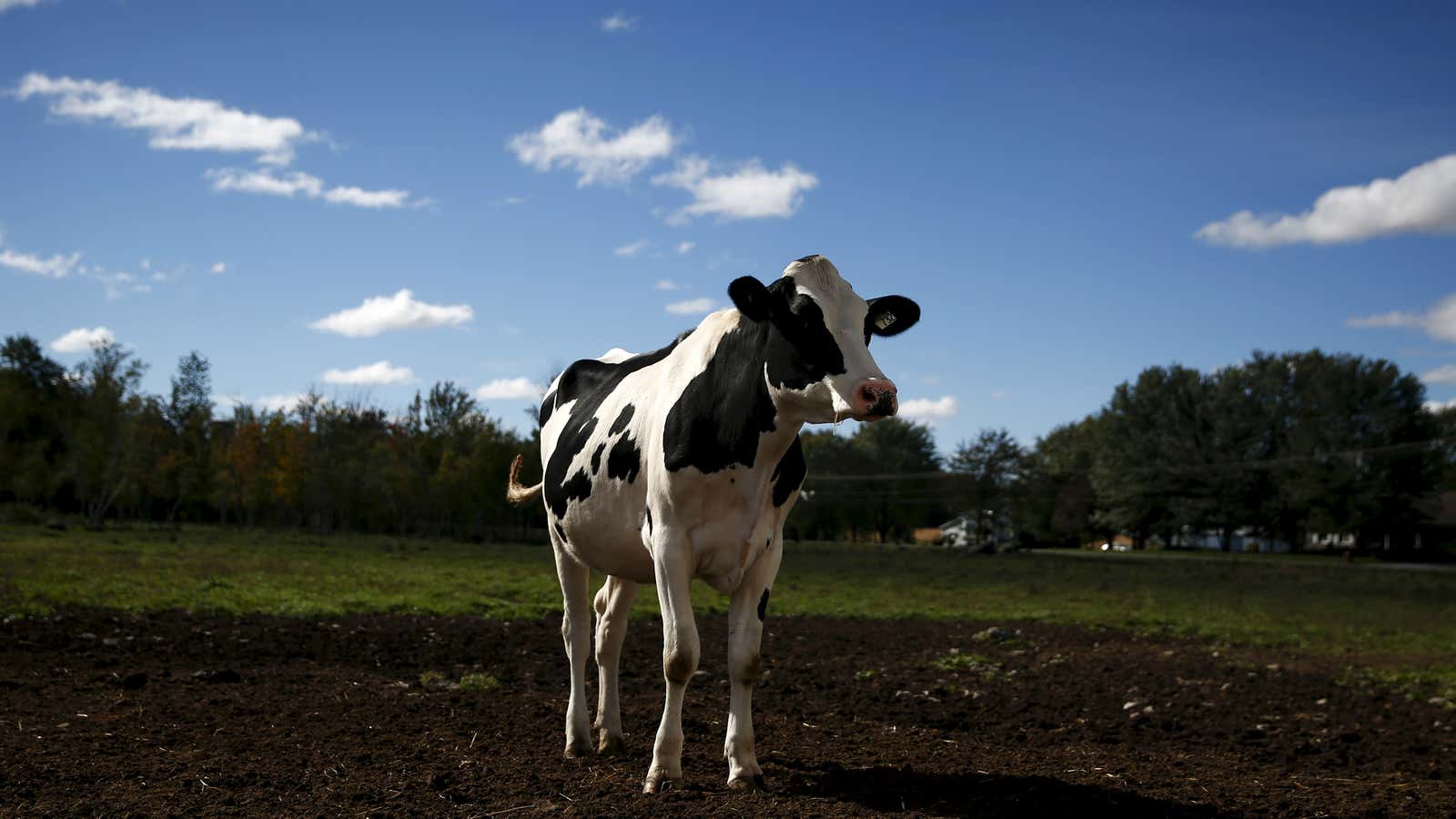 Dour dairy.