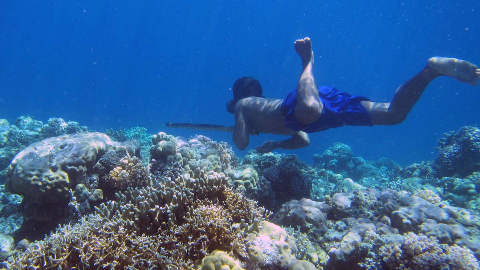 Centuries of diving have  selectively pressured the Bajau people to evolve.