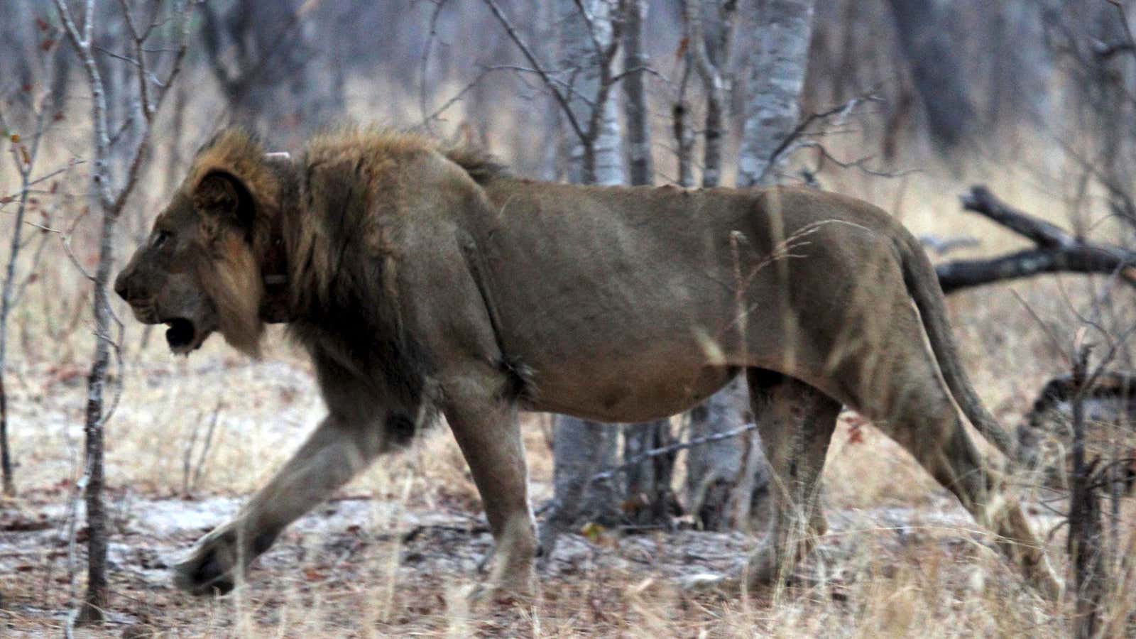 A lion wears a tracking collar as it walks inside Zimbabwe’s Hwange National Park in Hwange