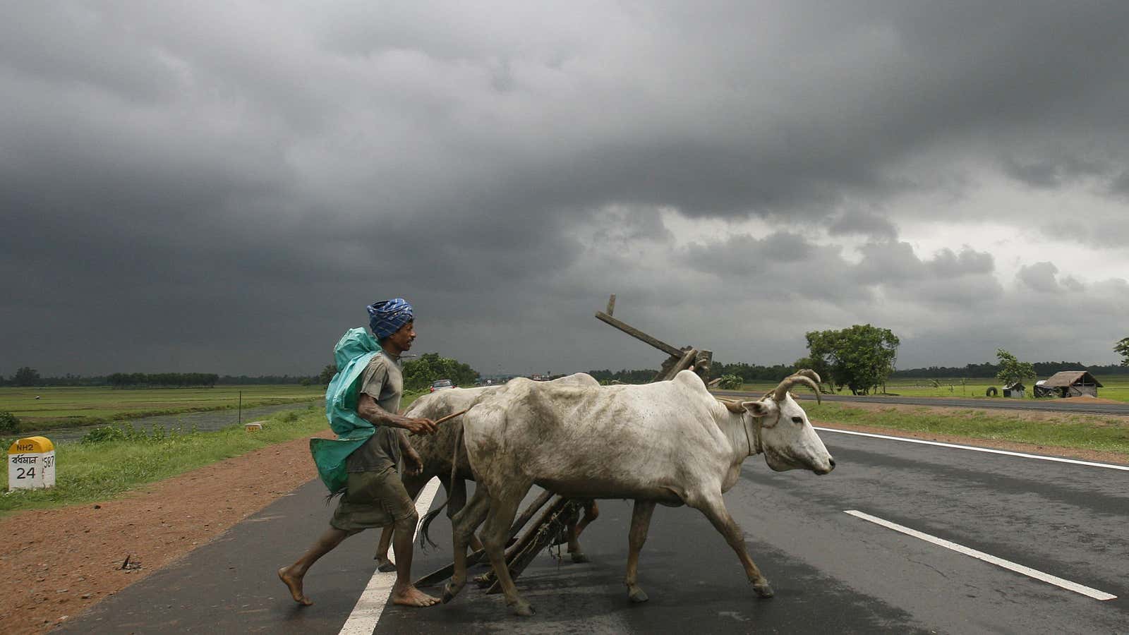 All cattle must stay off public roads, as per The Cattle-Trespass Act, 1871—except cows.