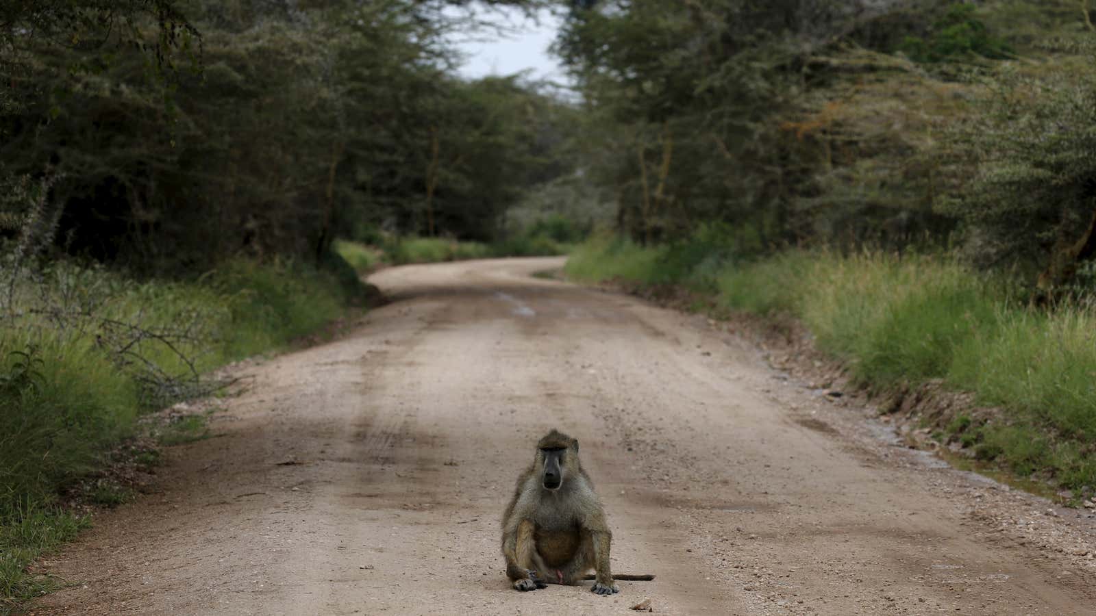 Wildlife isn’t the only obstacle to reliable power in Kenya.