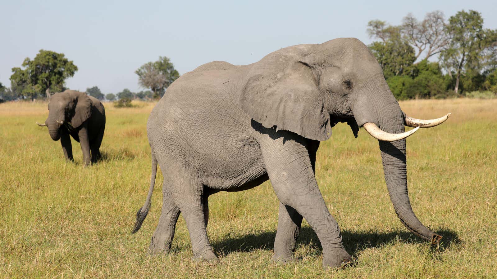 A pair of male elephants in the Okavango Delta, Botswana, April 2018.