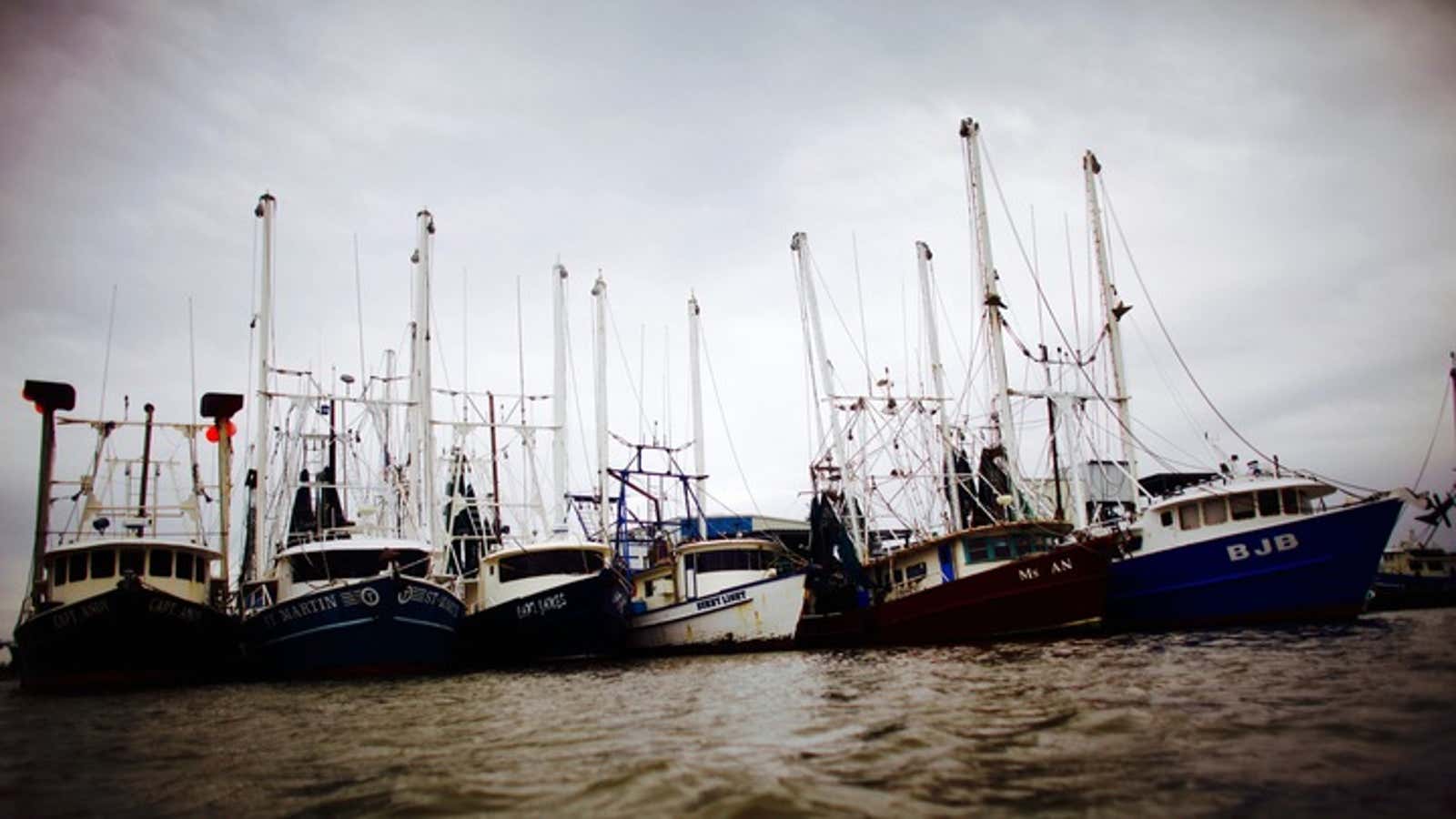 The boats are ready but the shrimp will not be.