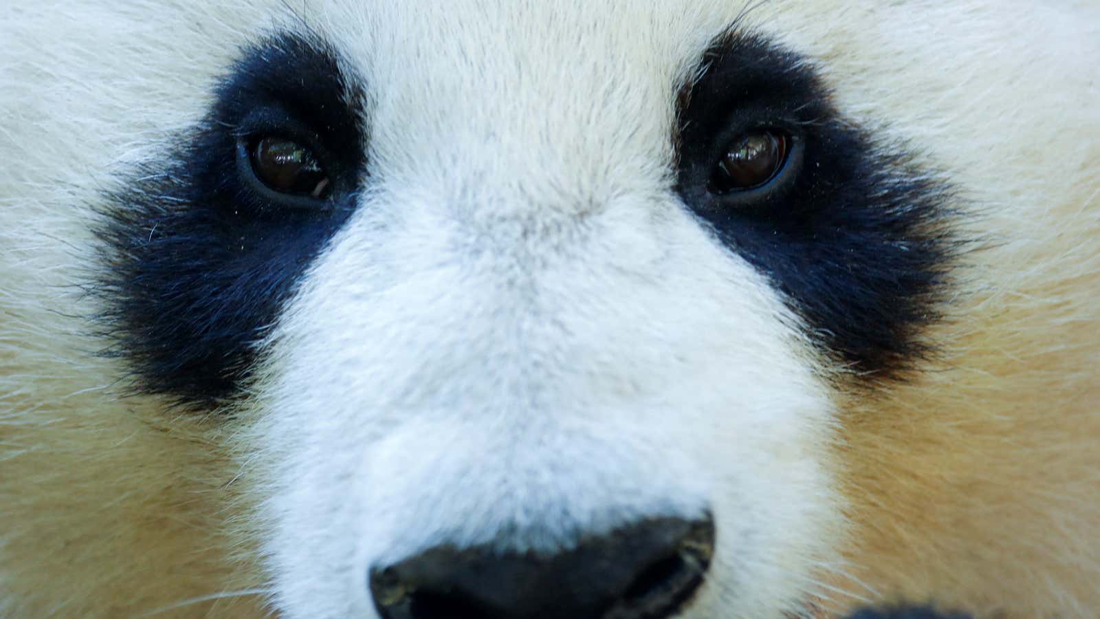 China loans its pandas to select partner countries in what is known as “panda diplomacy.”