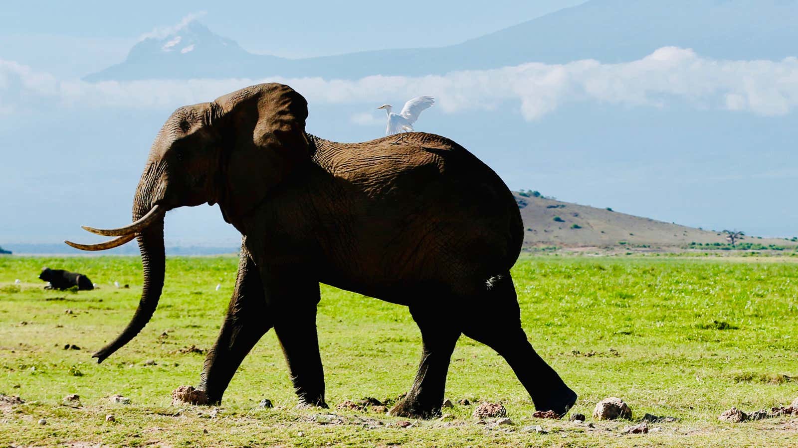 Unless you’re a bird or a mahout, don’t ride the elephants.