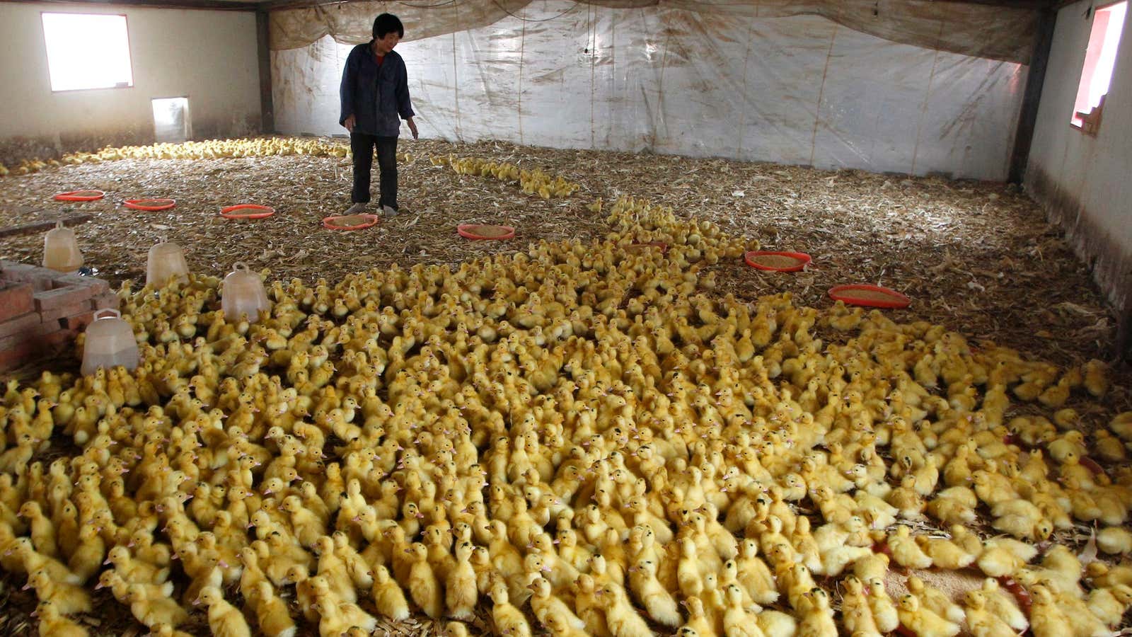 China’s making way for ducklings.