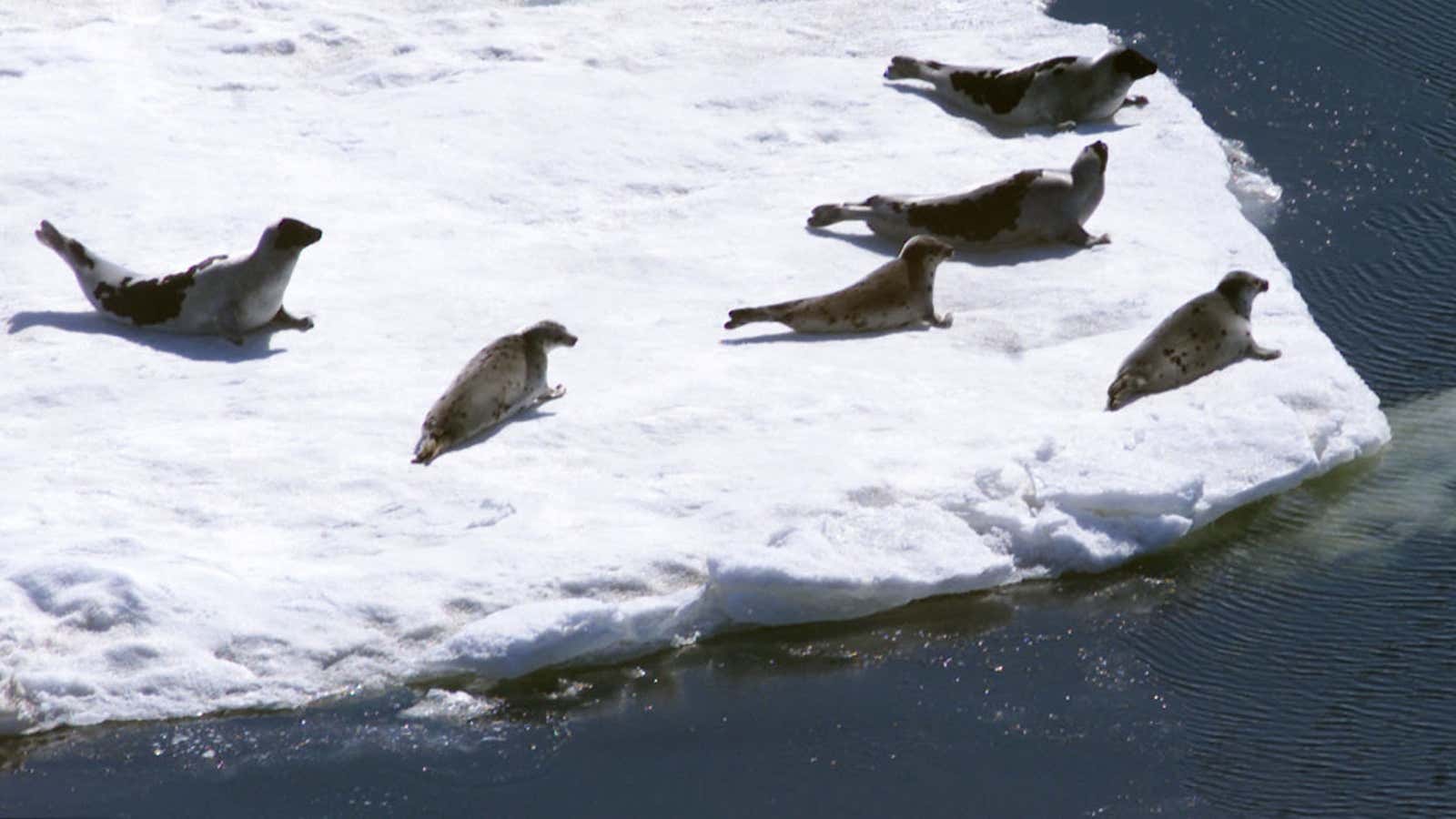 The Inuit have been entirely sidelined in discussions on the economics and ecology of Arctic waters.