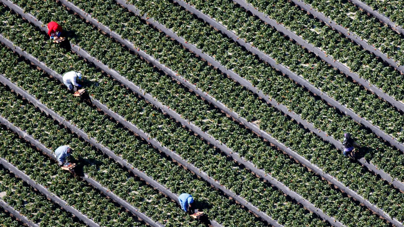 Between 1992 and 2016, nearly 800 workers died in extreme heat, while close to 70,000 suffered serious injury.