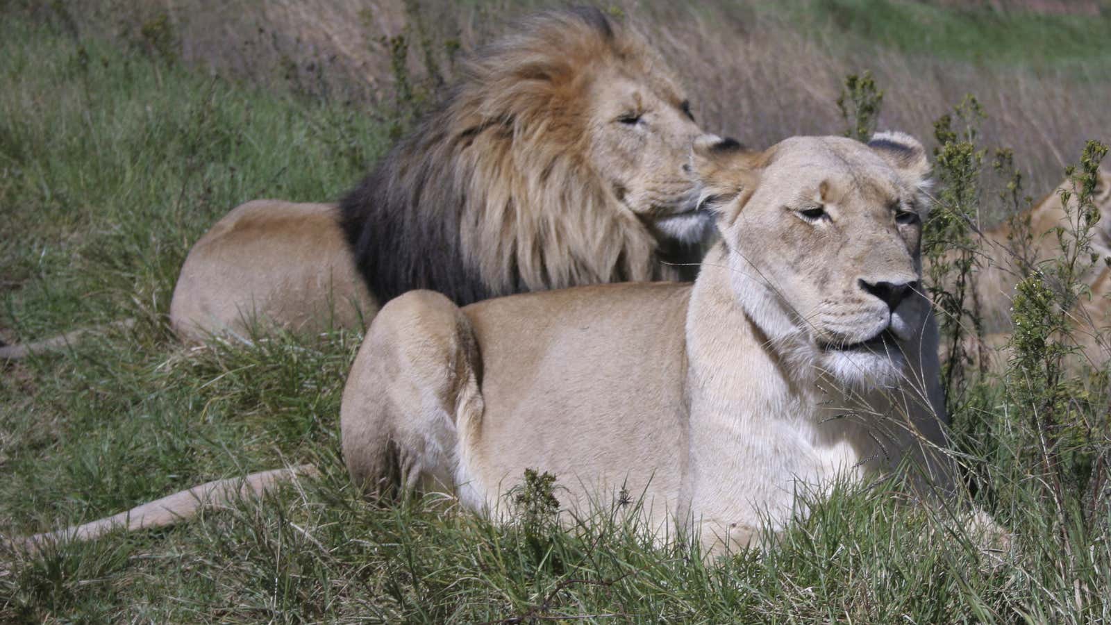 Lions are also seeing their populations dwindle