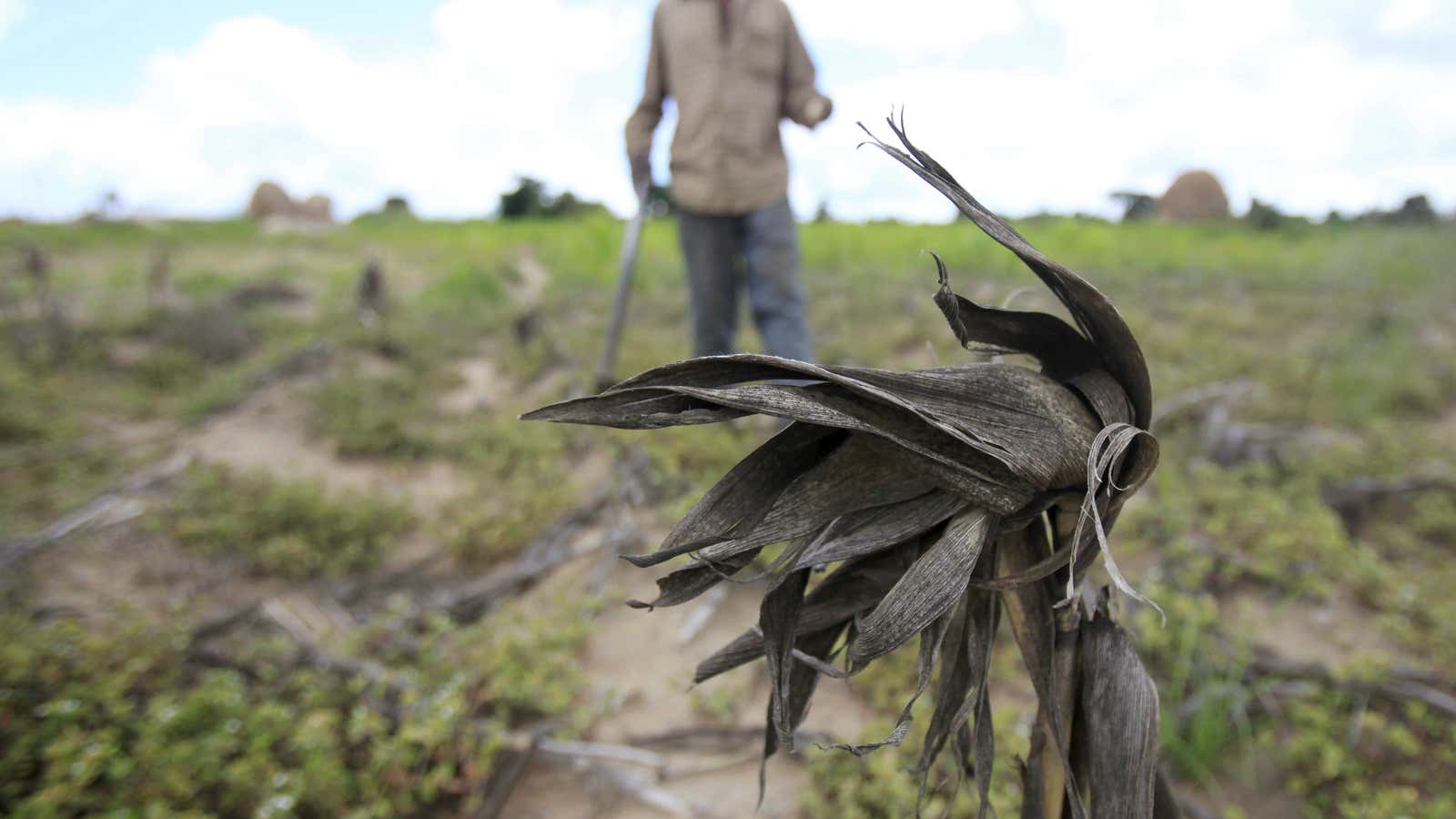 Droughts are killing crops in Zimbabwe