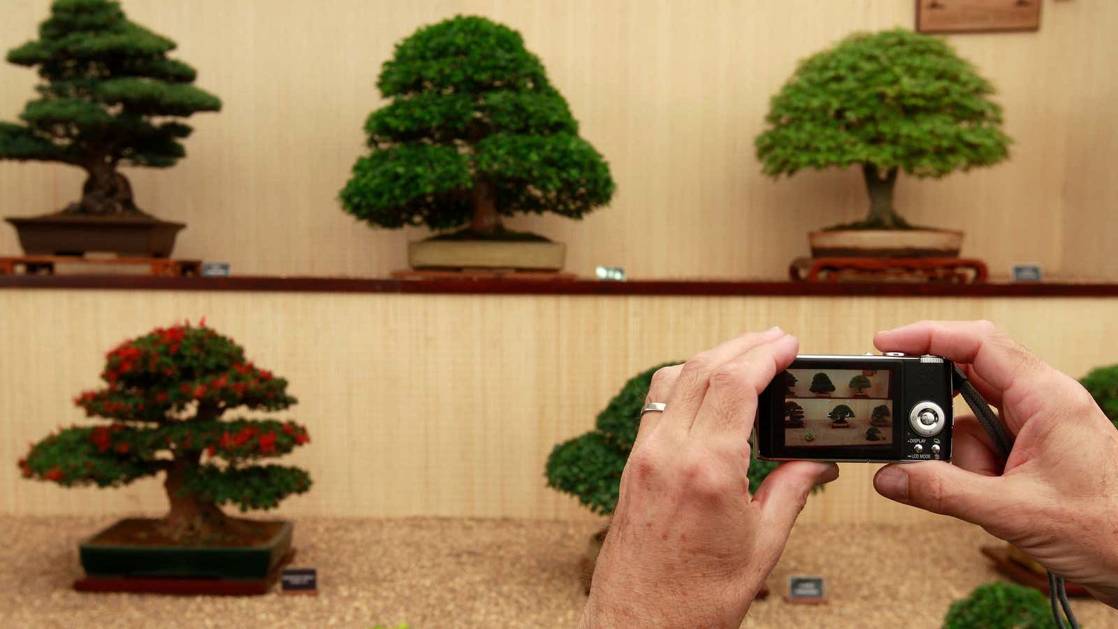 A visitor takes a photograph of bonsais during the Chelsea Flower Show in London May 25, 2010. REUTERS/Stefan Wermuth (BRITAIN – Tags: SOCIETY ENVIRONMENT) – LM1E65P17N401