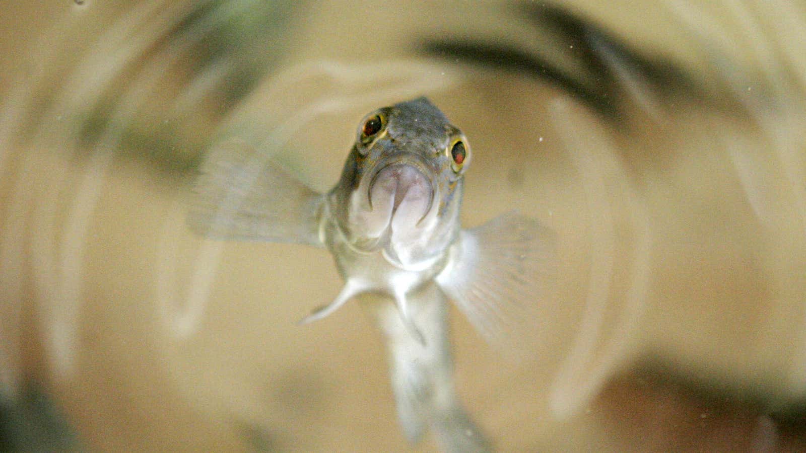 The surprising resiliency of the Amazon molly.