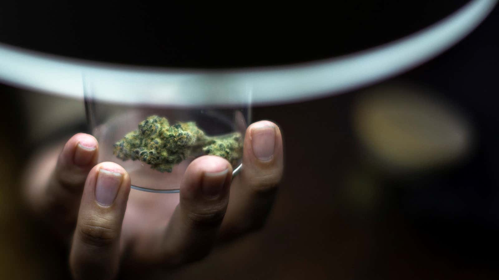 A customer holds up a piece of cannabis at the Highland Cafe on the first day of removing it from the narcotics list under Thai law in Bangkok, Thailand, June 9, 2022. REUTERS/Athit Perawongmetha