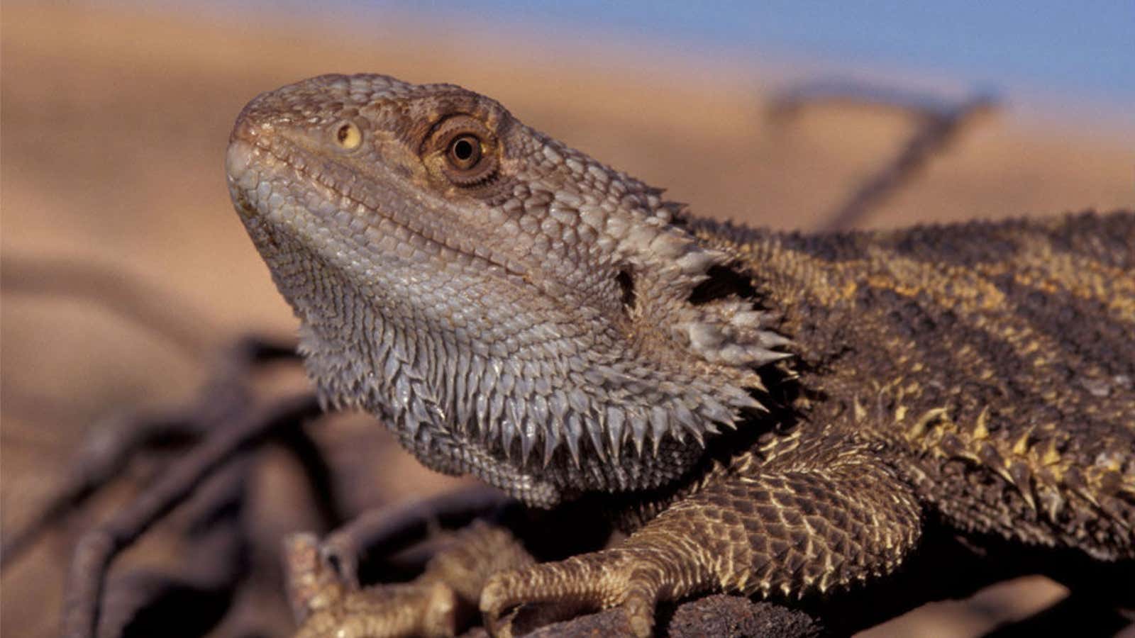 An Australian bearded dragon lizard just trying to keep cool in the heat.