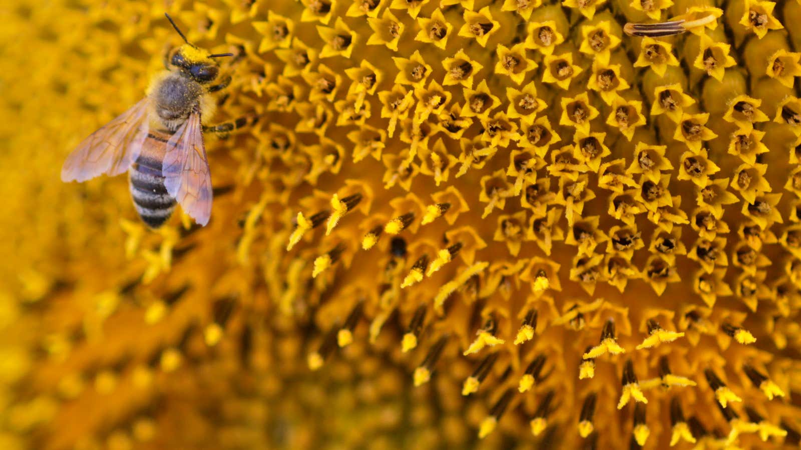 A bee collects nectar from a sunflower on a field near the village of Matzendorf about 50 km (31 miles) south of Austria’s capital Vienna July 26, 2013. REUTERS/Leonhard Foeger  (AUSTRIA – Tags: ANIMALS ENVIRONMENT) – GM1E97R07V501