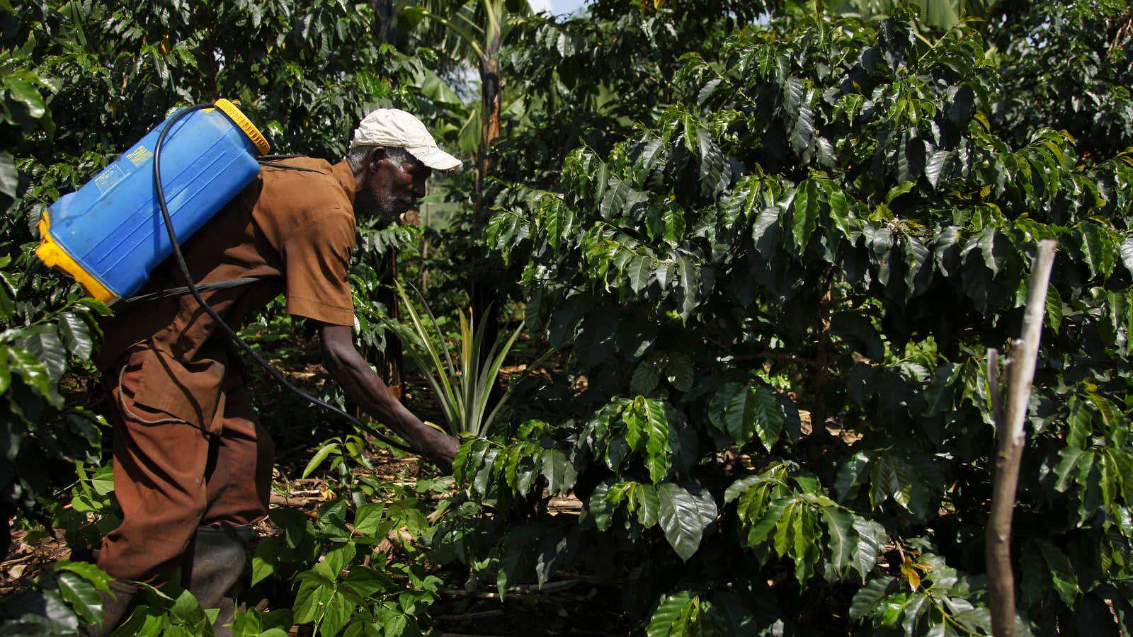 A Ugandan coffee farmer sprays plants in Kasese, in  western Uganda.