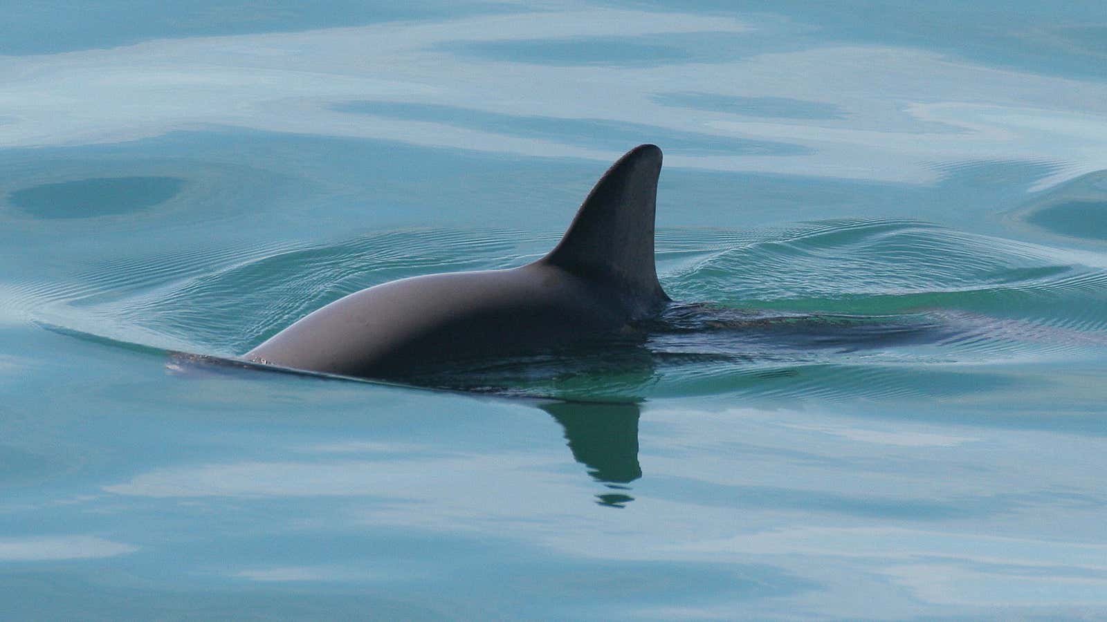 There are only 97 of these adorable porpoises left. In four years there ...