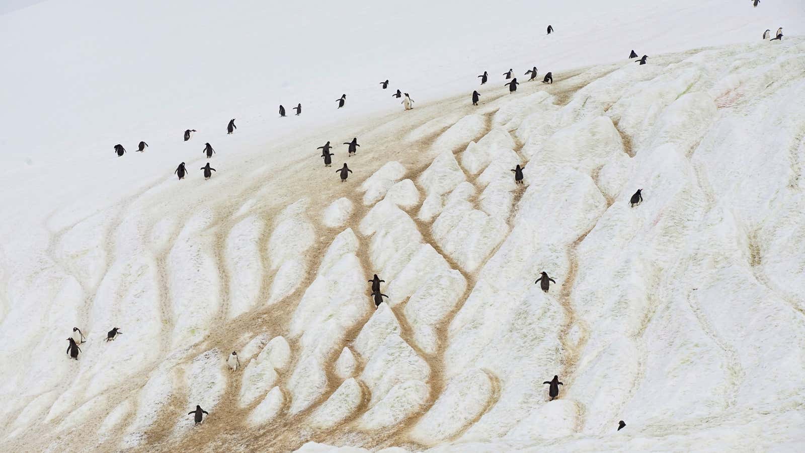 In the place where West and East Antarctic ice sheets meet is one of the least-explored regions on Earth. These penguins, while in Antarctica, are not in that region. We just thought they were cool looking.