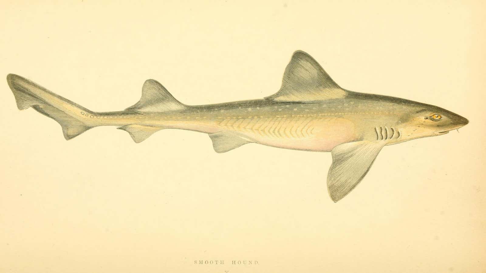 I wanna shark that’s a smooth-hound.