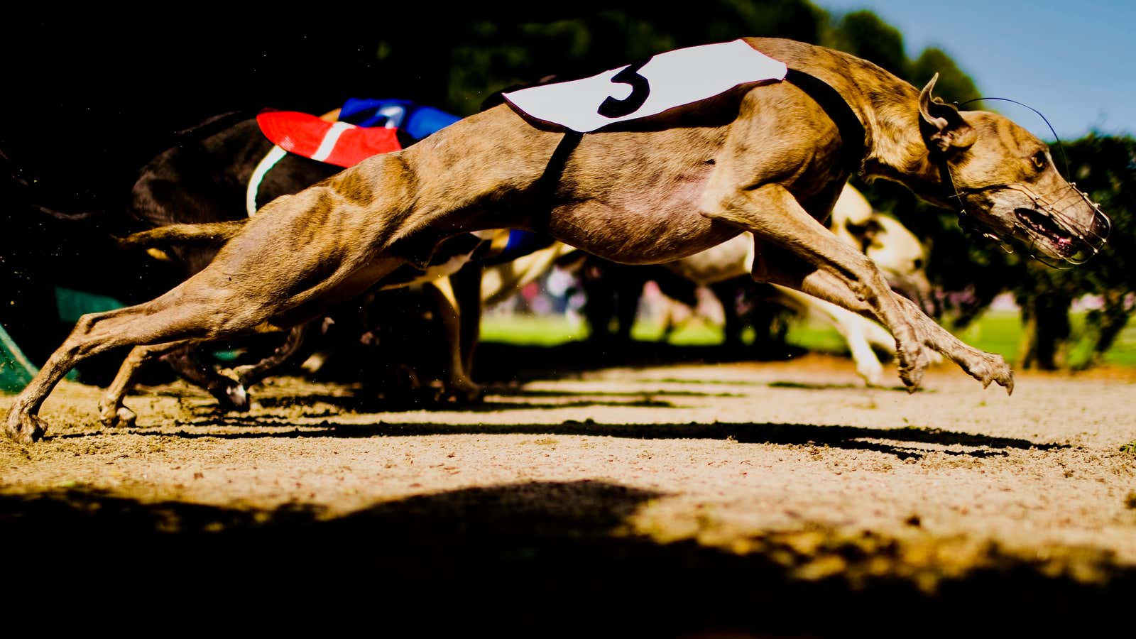 Is it time to retire dog racing?