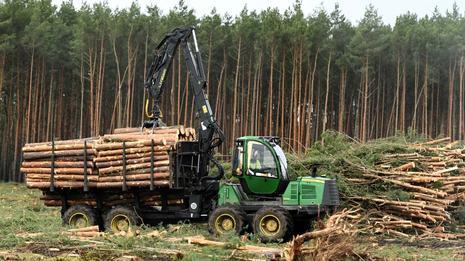 Trees in the way of Tesla’s Gigafactory in Germany.