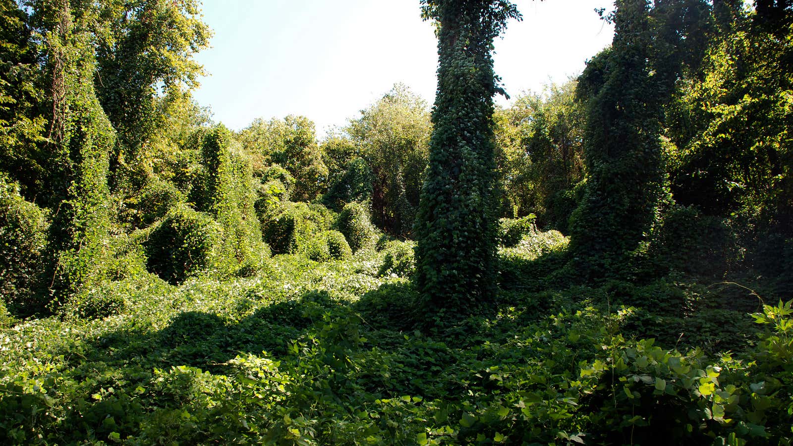 Kudzu could do big damage to American crops.