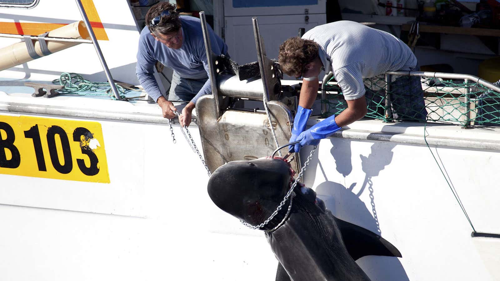 After shooting 47 huge sharks in just four months, Western Australia has finally decided to leave them alone