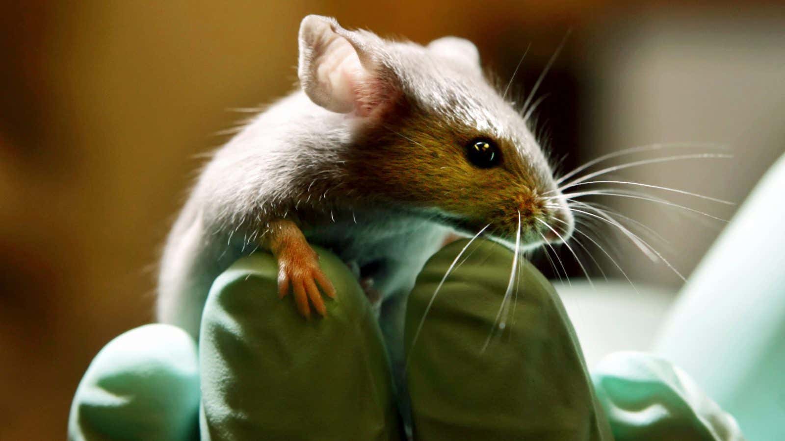 A major blind spot in animal testing is endangering the lives of women