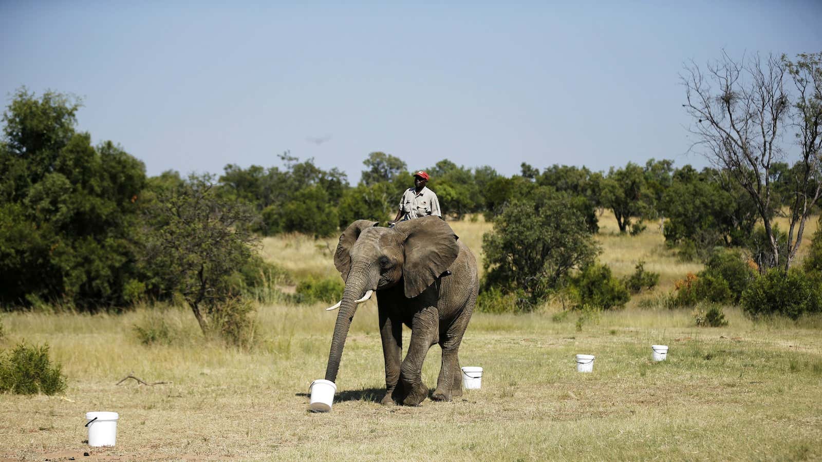 A ranger sits astride an African elephant performing a biodetection drill.