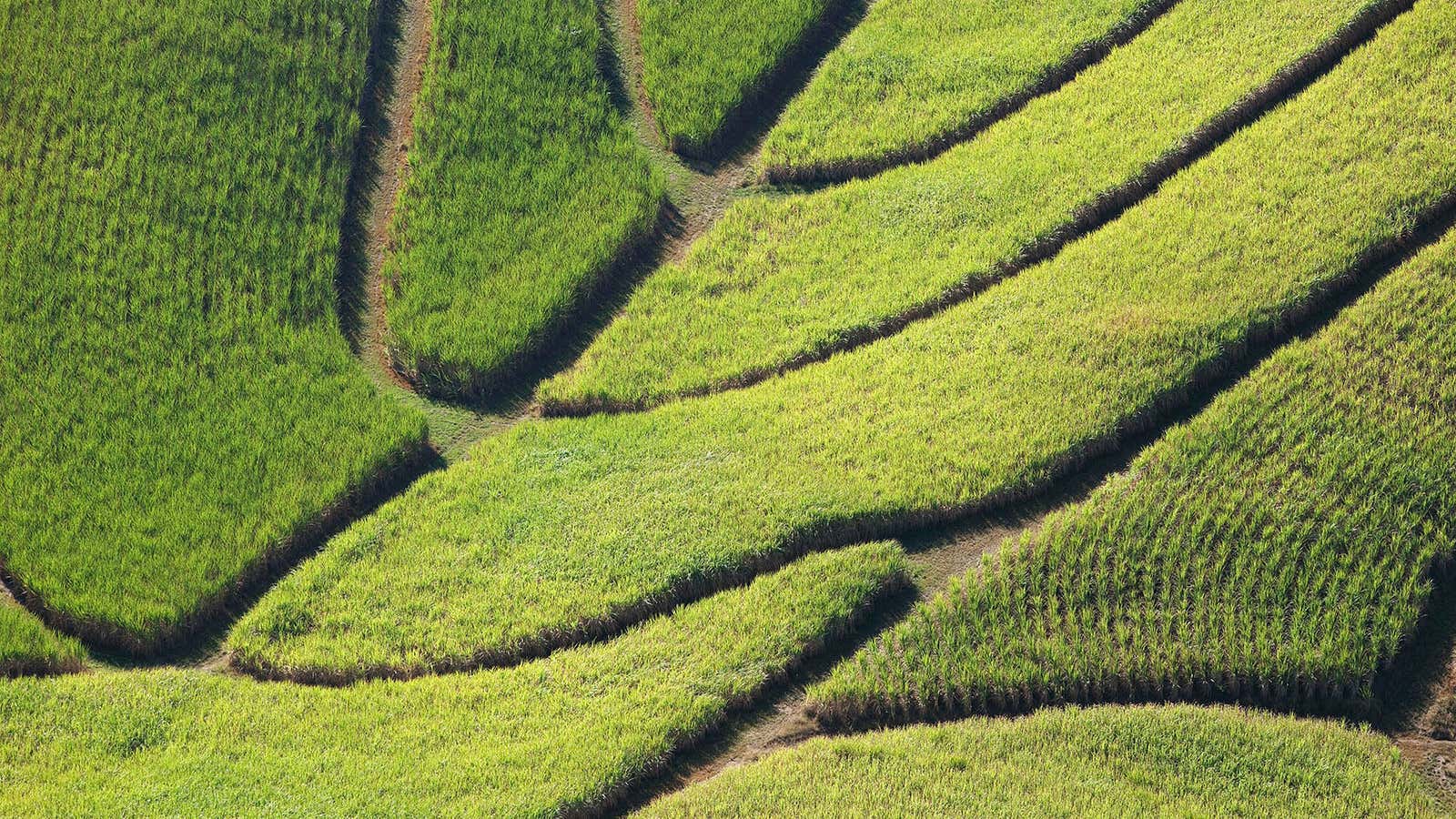 Advanced biofuels made from sugarcane fields like these could be a game-changer.