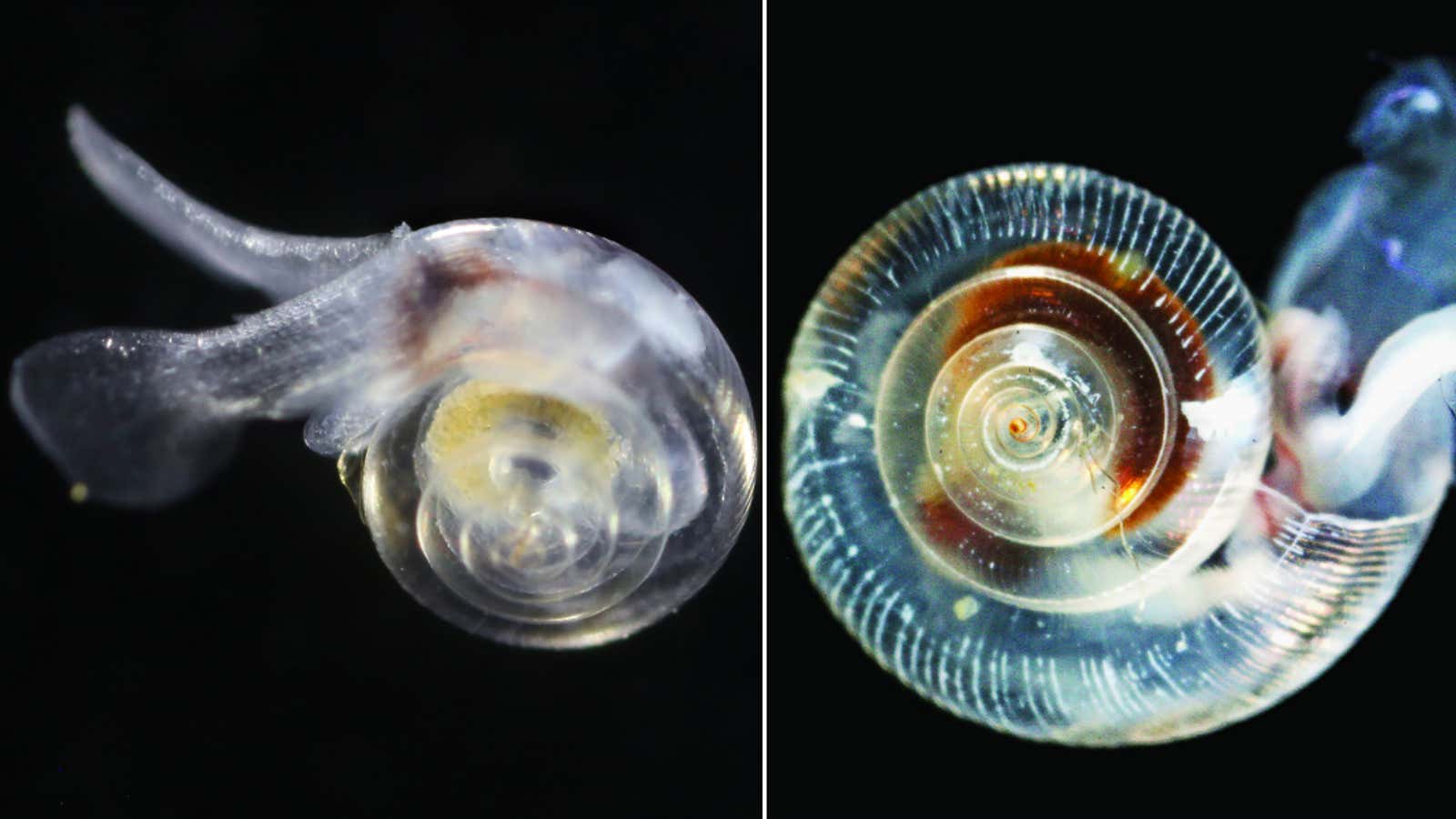 Before and after the acid bath—a healthy pteropod on left, and evidence of shell damage on right.