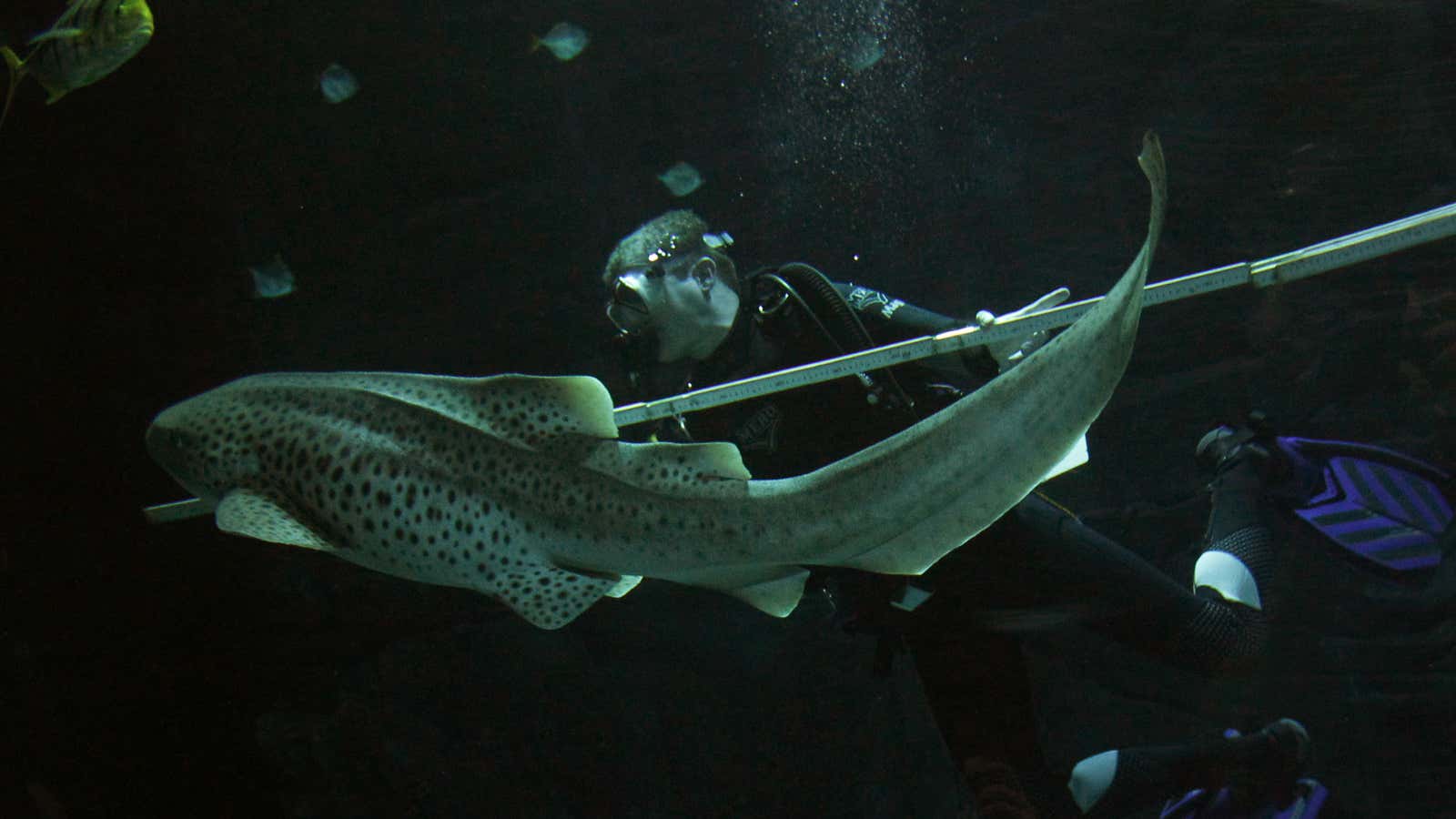 Leopard sharks are among animals who can reproduce asexually.