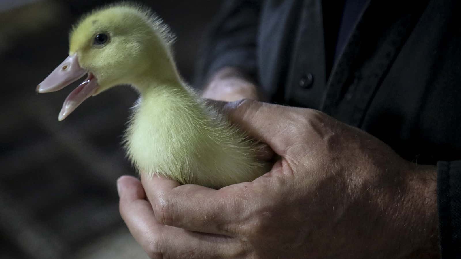 When foie gras production was scaled up to industrial levels, things got ugly.