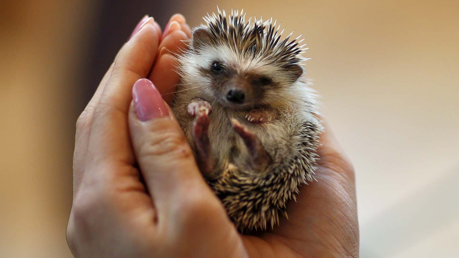 You can buy hedgehogs marketed as “tame.”