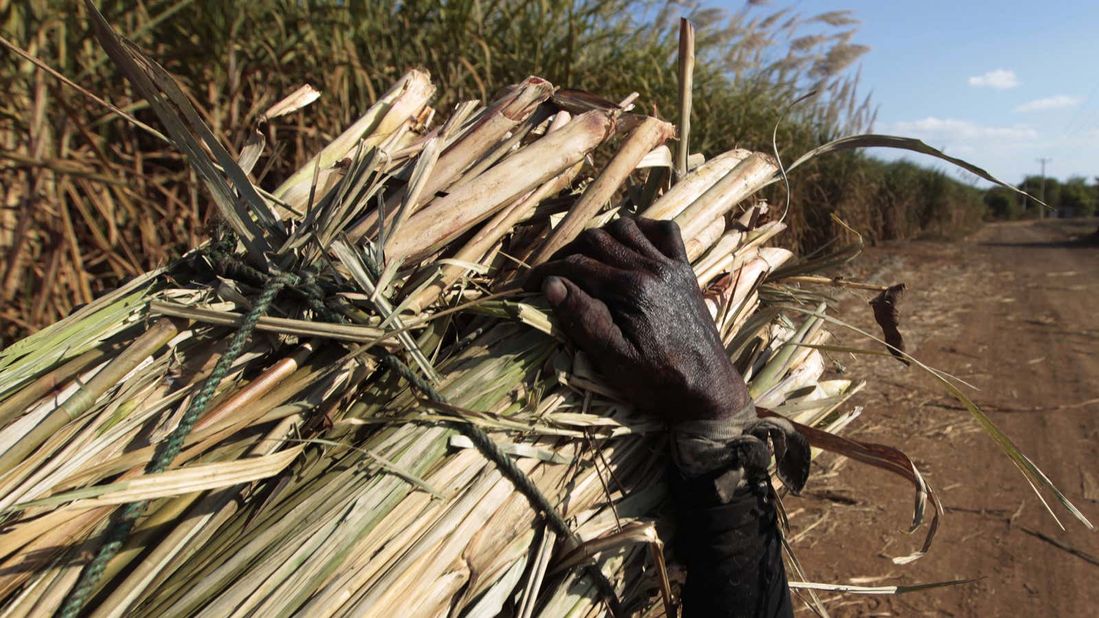 Farmers are bearing the weight of global demand for sugar.