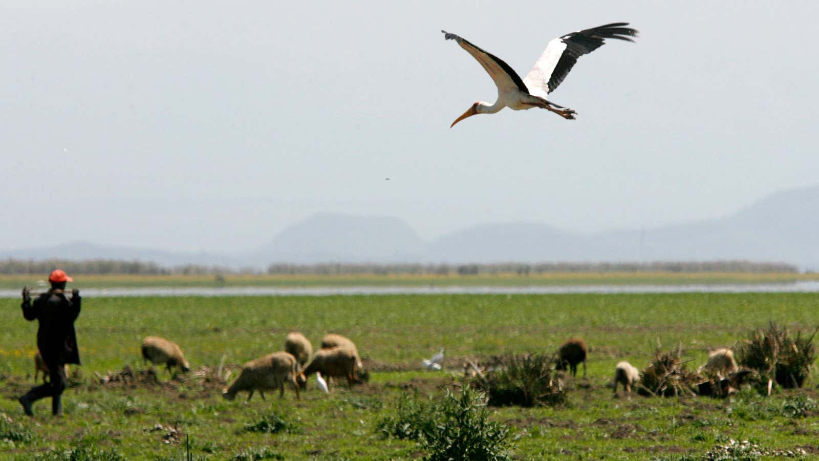 Lake Naivasha is the only fresh water ecosystem in the eastern Rift Valley which is drying up.