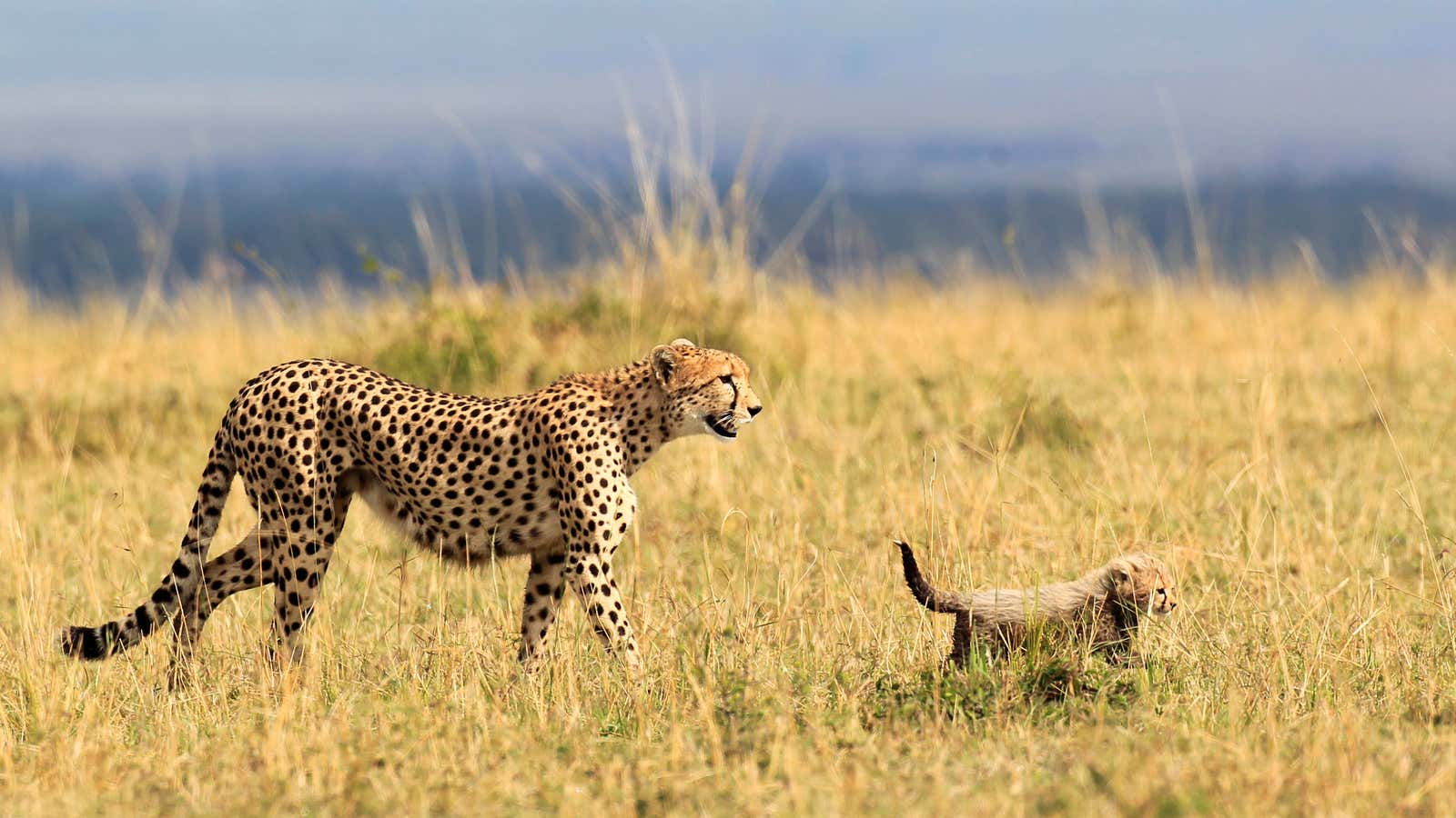 A cheetah and her cub walk on the plains in Masai Mara game reserve.