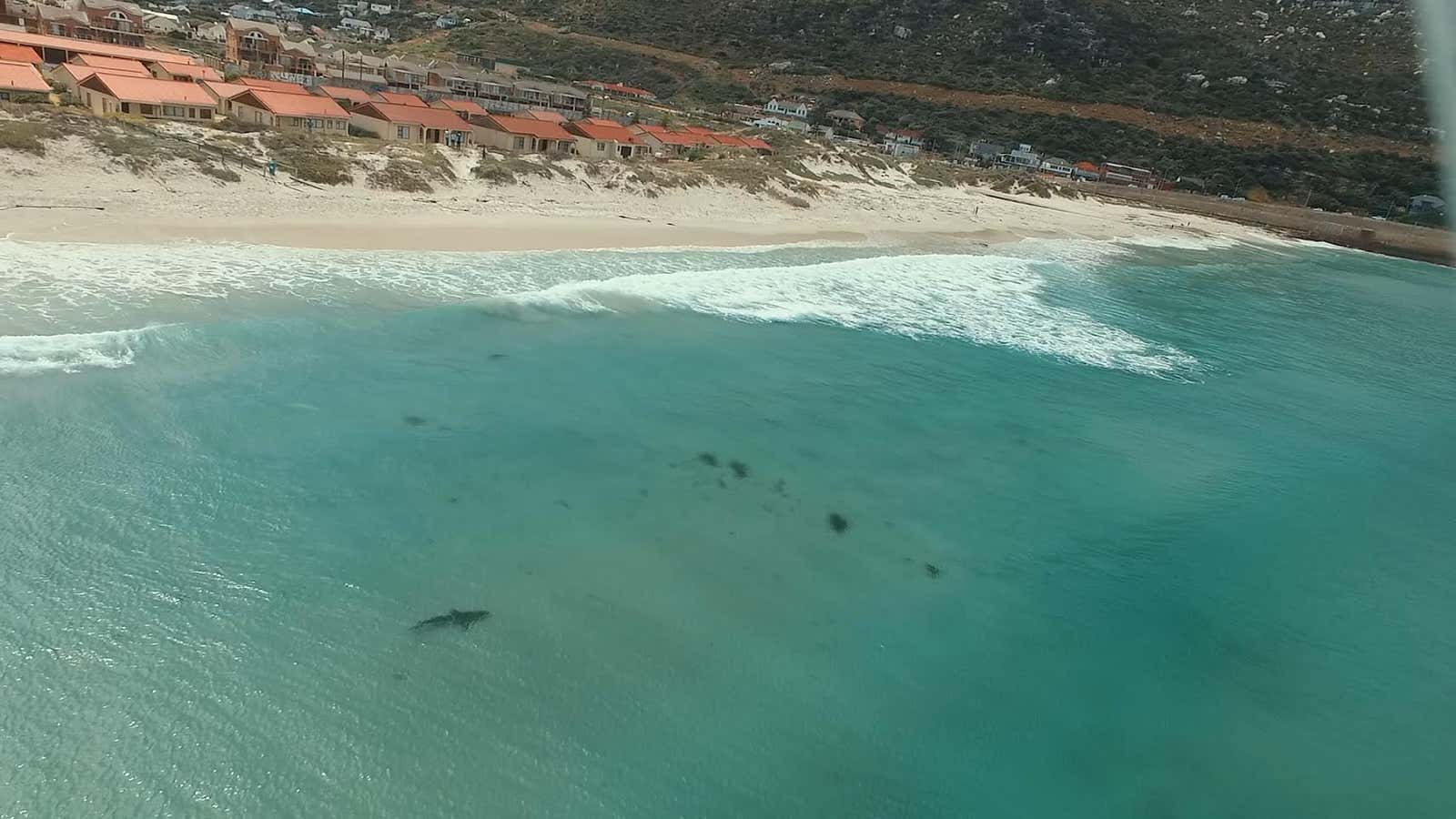 A copper shark spotted lurking off a Cape Town beach.