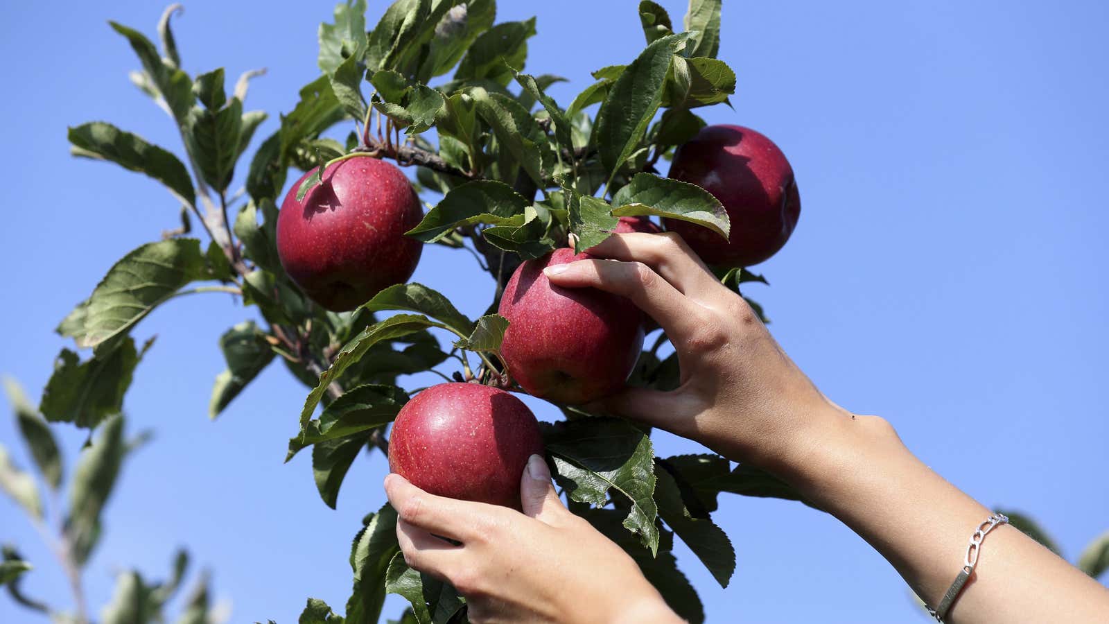 A French farm worker harvests apples in a 8 hectare apple orchard at the Verger d’Epinoy near Cambrai, northern France September 3, 2014. French apple…